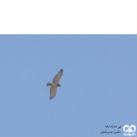 گونه عقاب مارخور Short-toed Eagle